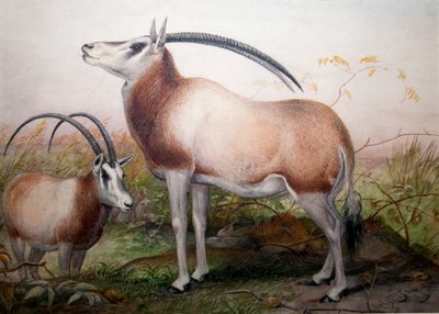 The Leucoryx Antelope, Oryx Leucoryx, c.1850 by Joseph Wolf
